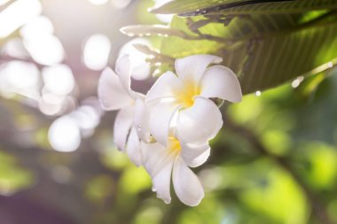 Beyaz plumeria çiçek yeşil arka plana sahip.