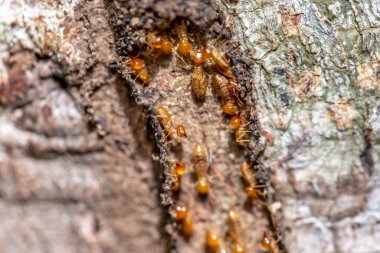Karıncalar üzerinde ağaç gövdesi
