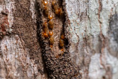 Yaklaş - ağaçtaki bir arıya.