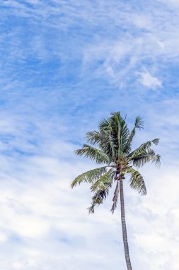 Mavi gökyüzü olan palmiye ağacı