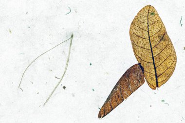 Yerdeki kuru yaprak.