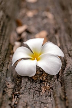 Ahşap arka planda beyaz frangipani çiçeği