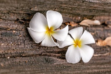 Plumeria çiçek ahşap arka plan üzerinde.