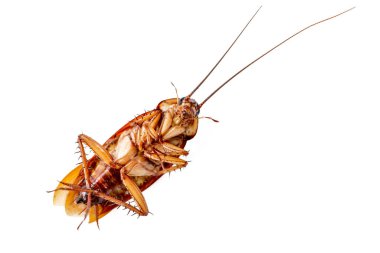 Beyaz arka planda bir hamamböceği yakın