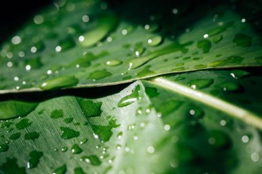 Taze yaprağı su damlasıyla kapat
