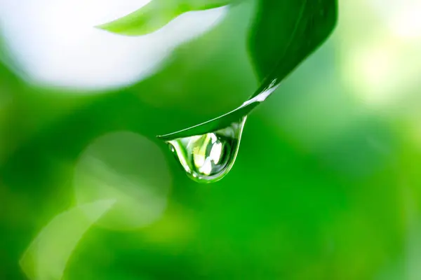 Φρέσκα Πράσινα Φύλλα Σταγόνα Νερό Εικόνα Αρχείου