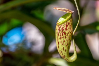 Güzel bir çiçeğe yaklaş