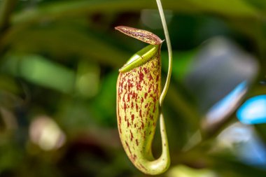 Nepenthes bir çeşit böceksi bitkidir.