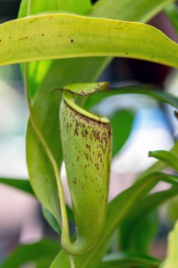 Nepenthes bir çeşit böceksi bitkidir.