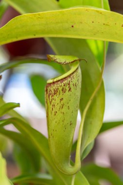 Nepenthes bir çeşit böceksi bitkidir.