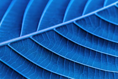 mavi tüy arkaplan, makro çekim