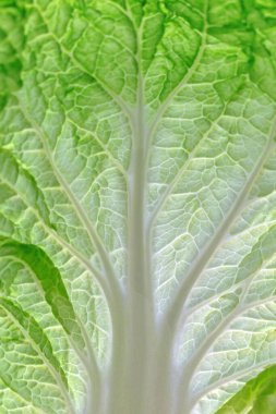 Bahçede lahana yaprakları