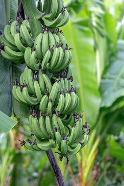 demet ağacında yeşil muz