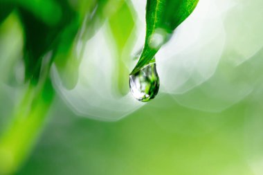 yeşil çimen çiy teslimi