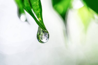 Yaprağın üzerine su damlası