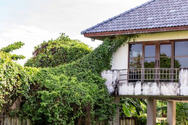 Çatıdaki yeşil ev.