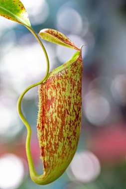 Güzel botanik fotoğrafı, doğal duvar kağıdı.