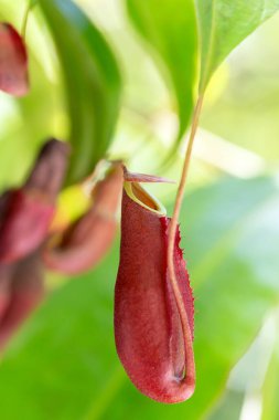 close up of the flower