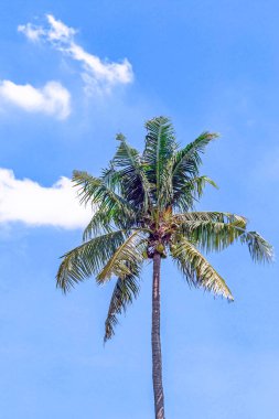 Mavi denizde palmiye ağacı