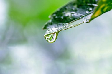 Yaprağın üzerine su damlası