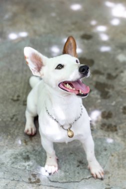 Beyaz köpek Tayland 'da buldog yetiştiriyor..