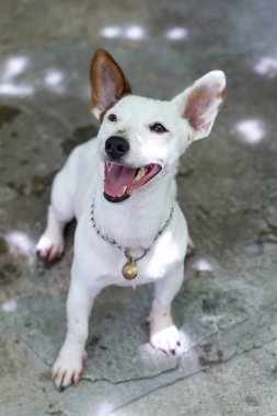 Parktaki bir köpeğin portresi.