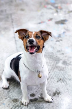 Sokak köpeği Jack Russell Terrier..