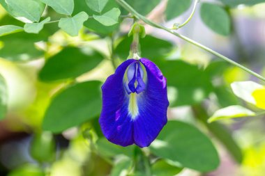Bahçedeki güneşin mavi çiçeği