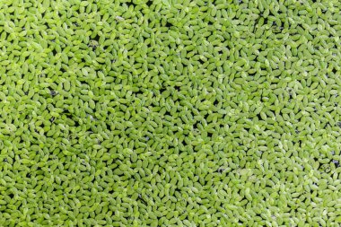 yeşil çimen dokusu arkaplanı