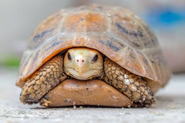 Kaplumbağa kumsalda