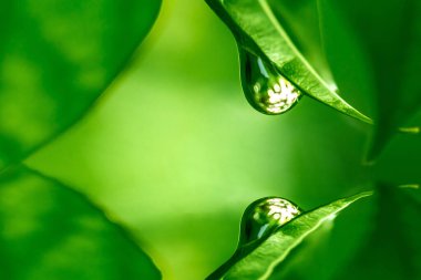 Çiy damlaları çimenlere düşer