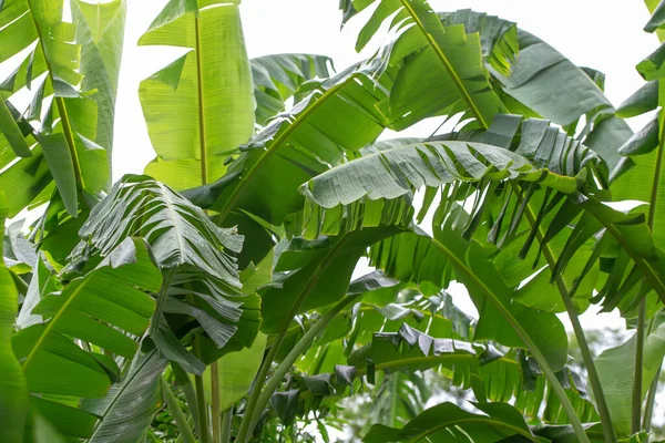 green leaf of banana tree with nature background