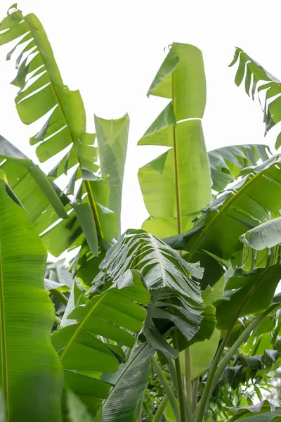 green banana plant, banana leaf, tropical plant
