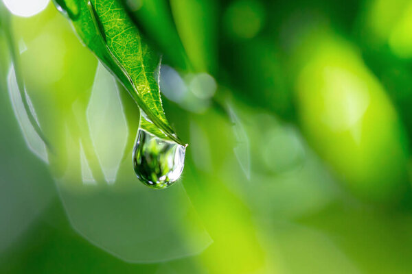 water drop on green leaf, nature flora