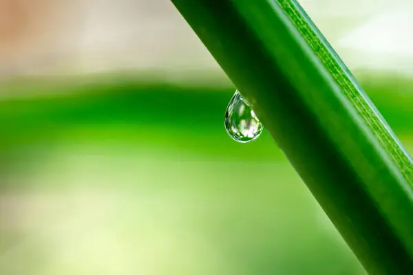 Green Grass Water Drop — Stock Photo, Image