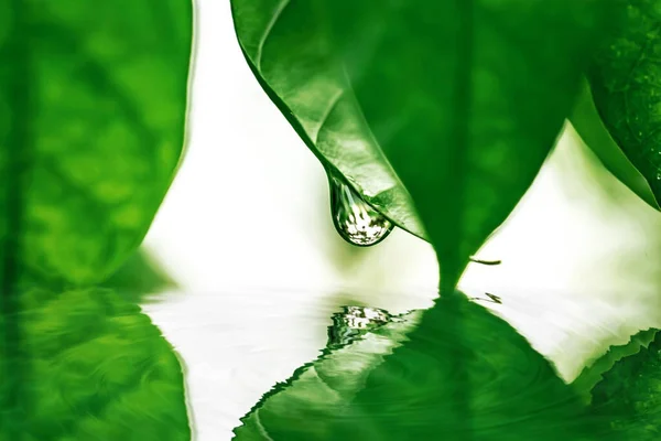 Зелений Свіжий Лист Краплями Води Ліцензійні Стокові Фото