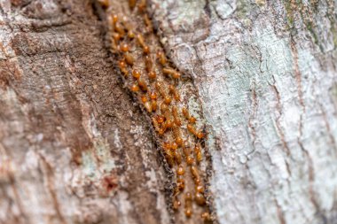 Ormandaki bir huş ağacının yakından çekilmiş görüntüsü.