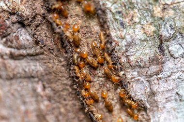 Ağaçtaki bir grup karınca yakın plan.