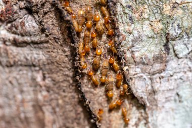 Bir grup kahverengi karıncanın yakın görüntüsü