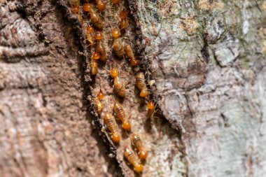 Ağaçtaki karıncalar