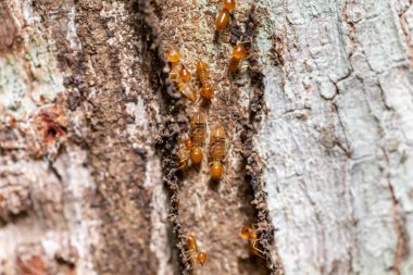 Ağaç kabuğu çok eski ve güzeldir.