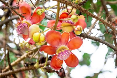 Bahçede büyüyen güzel çiçekler