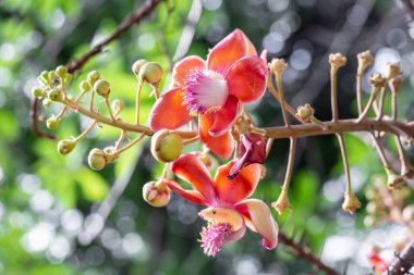 Doğadaki tropikal bitkinin güzel çiçeği