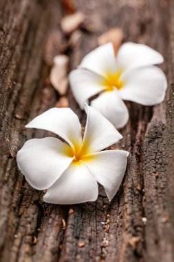 Bahçede frangipani çiçekleri