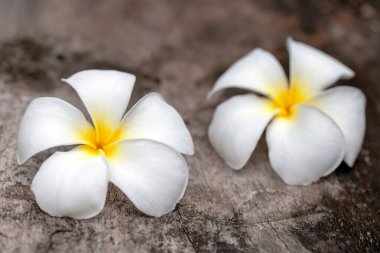 Tahta masadaki plumeria çiçeği.