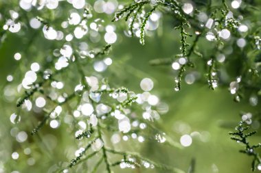 Ormandaki bir ağaca çiy damlası düşer.