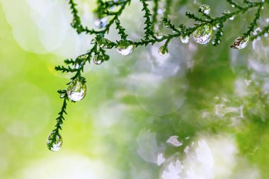 Yeşil yapraklara çiy damlaları düşer