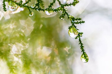 Çam ağaçlarının dallarına yağmur damlaları düşer.