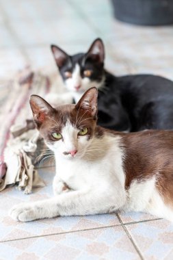 Sokakta kedi ve kedi