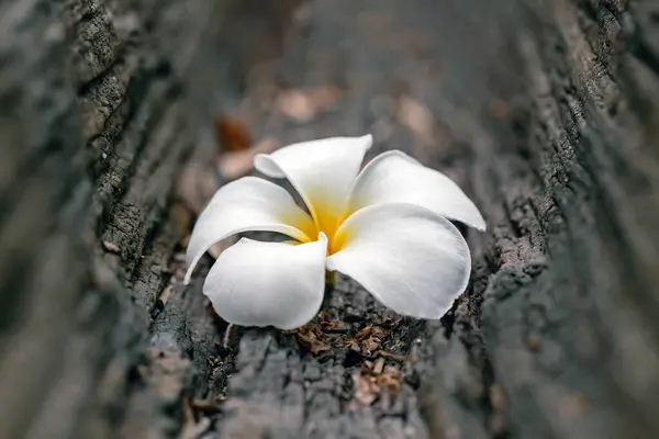 Ahşap arka plan üzerinde beyaz plumeria çiçek